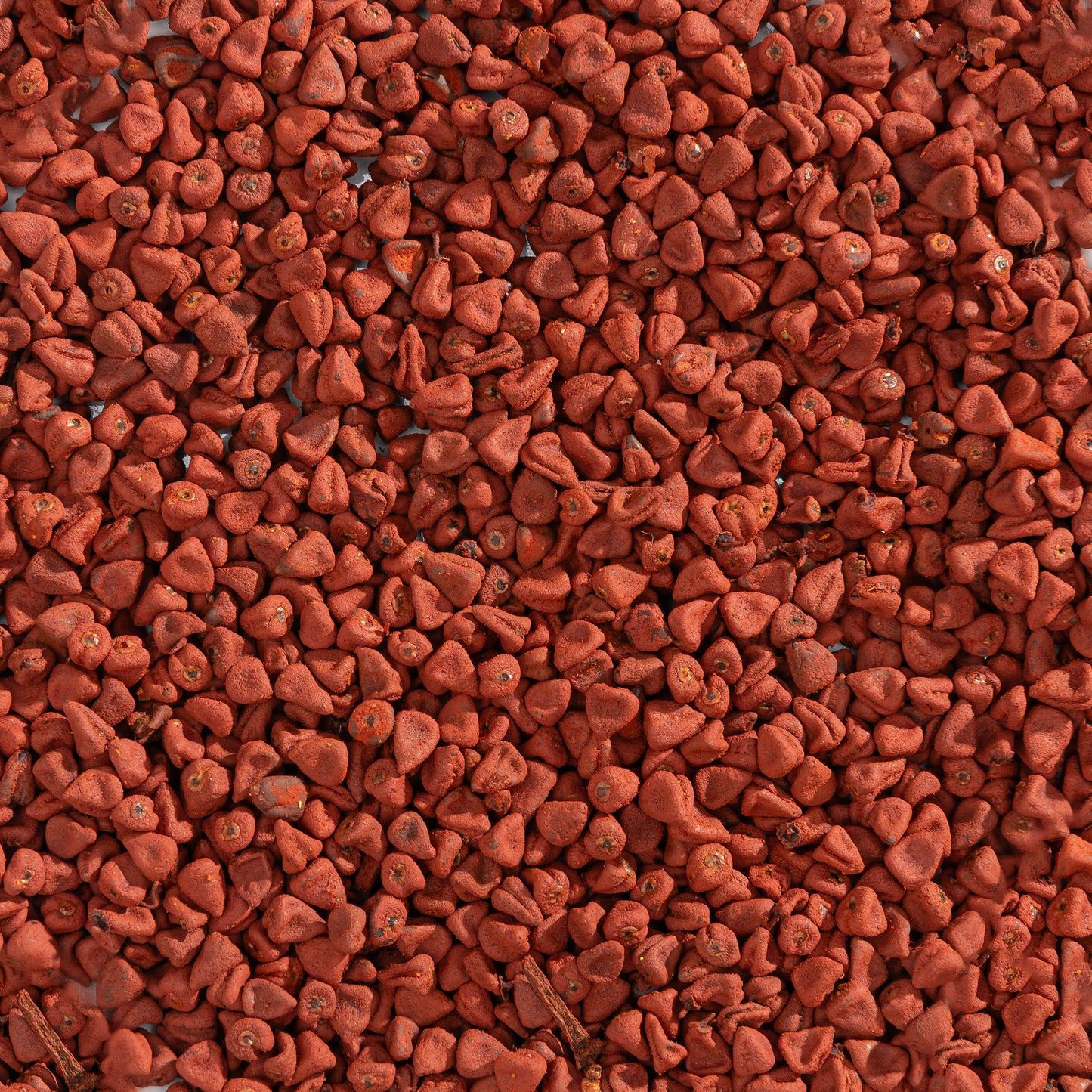Semente de Urucum