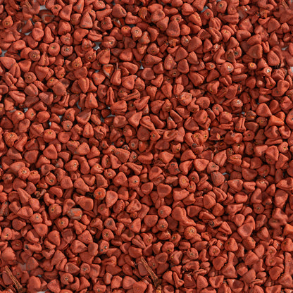 Semente de Urucum